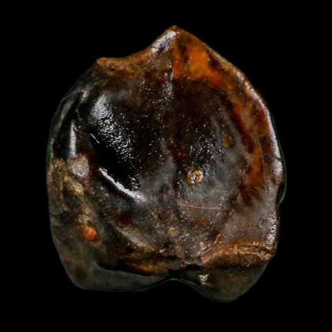 0.4" Triceratops Fossil Crown Tooth Hell Creek FM Cretaceous Dinosaur MT COA