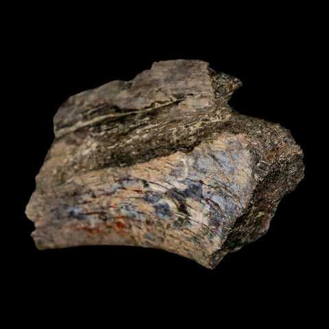 2.1" Maiasaura Hadrosaur Dinosaur Rib Bone Fossil Two Medicine FM Montana COA - Fossil Age Minerals