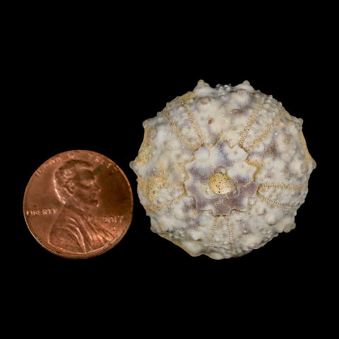 30MM Detailed Fossil Goniopygus Sp Sea Urchin Echinoid Cretaceous Morocco - Fossil Age Minerals