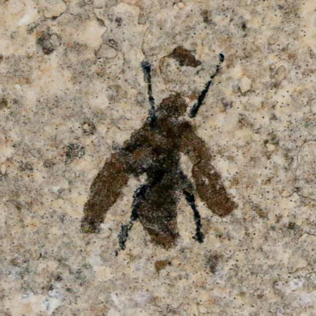 0.6 Detailed Fossil March Fly Insect Green River FM Uintah County UT Eocene Age
