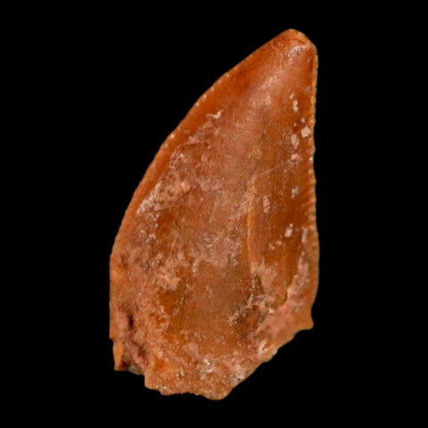 0.4" Abelisaur Serrated Tooth Fossil Cretaceous Age Dinosaur Morocco COA, Display - Fossil Age Minerals