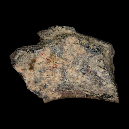 2.1" Maiasaura Hadrosaur Dinosaur Rib Bone Fossil Two Medicine FM Montana COA