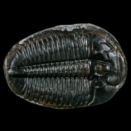 1.2" Elrathia Kingi Trilobite Fossil Utah Cambrian Age 521 Million Years Old COA