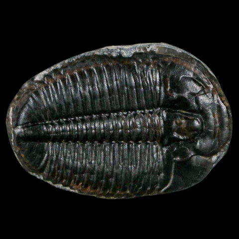 1.2" Elrathia Kingi Trilobite Fossil Utah Cambrian Age 521 Million Years Old COA - Fossil Age Minerals
