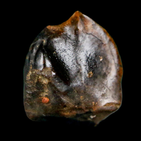 0.4" Triceratops Fossil Crown Tooth Hell Creek FM Cretaceous Dinosaur MT COA