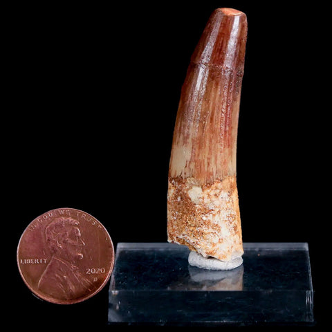 1.9" Spinosaurus Fossil Tooth 100 Mil Yrs Old Cretaceous Dinosaur COA & Stand - Fossil Age Minerals
