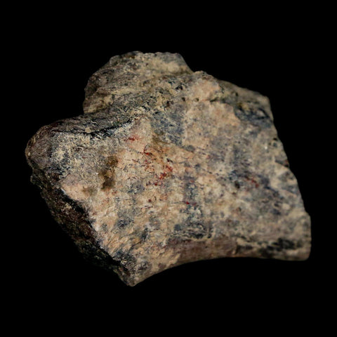 2.1" Maiasaura Hadrosaur Dinosaur Rib Bone Fossil Two Medicine FM Montana COA - Fossil Age Minerals