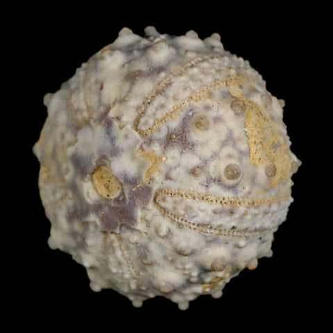 30MM Detailed Fossil Goniopygus Sp Sea Urchin Echinoid Cretaceous Morocco - Fossil Age Minerals