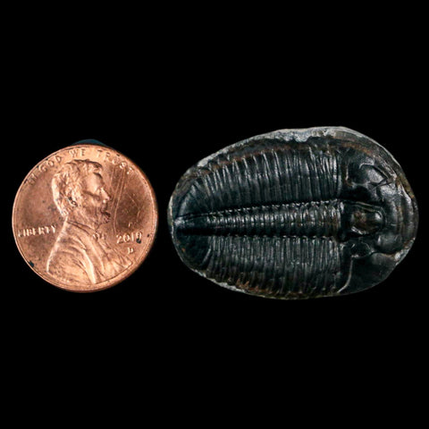 1.2" Elrathia Kingi Trilobite Fossil Utah Cambrian Age 521 Million Years Old COA - Fossil Age Minerals