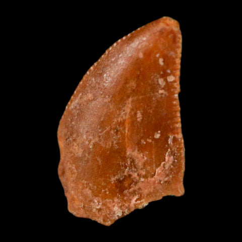 0.4" Abelisaur Serrated Tooth Fossil Cretaceous Age Dinosaur Morocco COA, Display - Fossil Age Minerals