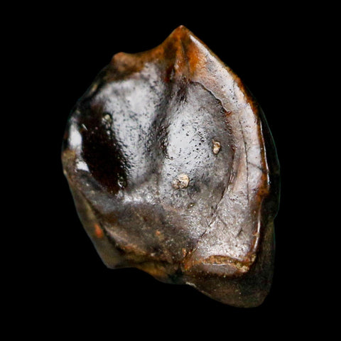 0.4" Triceratops Fossil Crown Tooth Hell Creek FM Cretaceous Dinosaur MT COA