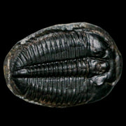 1.2" Elrathia Kingi Trilobite Fossil Utah Cambrian Age 521 Million Years Old COA