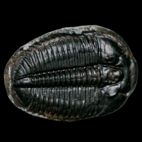 1.2" Elrathia Kingi Trilobite Fossil Utah Cambrian Age 521 Million Years Old COA - Fossil Age Minerals