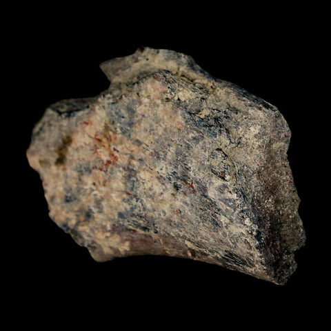 2.1" Maiasaura Hadrosaur Dinosaur Rib Bone Fossil Two Medicine FM Montana COA - Fossil Age Minerals