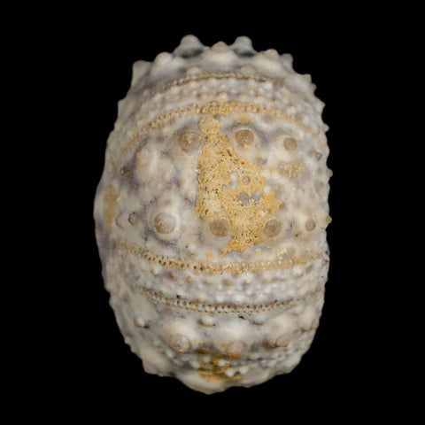 30MM Detailed Fossil Goniopygus Sp Sea Urchin Echinoid Cretaceous Morocco - Fossil Age Minerals