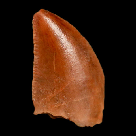 0.4" Abelisaur Serrated Tooth Fossil Cretaceous Age Dinosaur Morocco COA, Display - Fossil Age Minerals