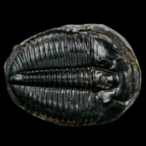 1.2" Elrathia Kingi Trilobite Fossil Utah Cambrian Age 521 Million Years Old COA - Fossil Age Minerals