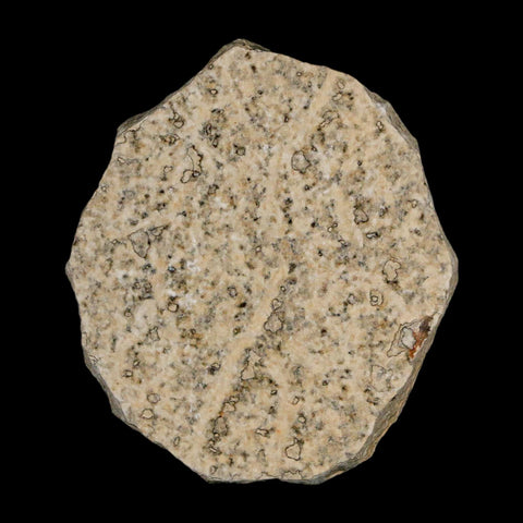 0.6 Detailed Fossil March Fly Insect Green River FM Uintah County UT Eocene Age