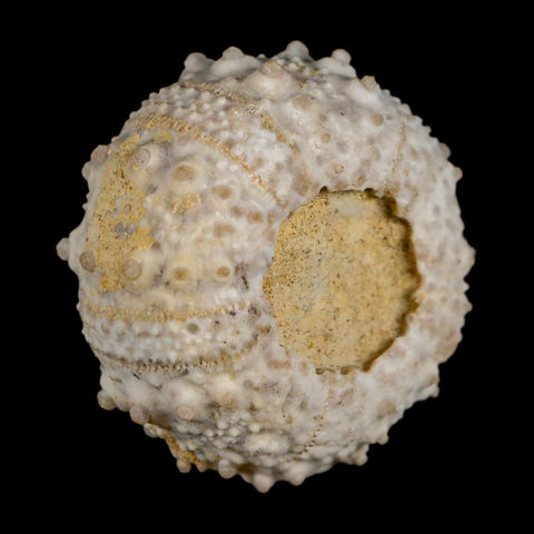 30MM Detailed Fossil Goniopygus Sp Sea Urchin Echinoid Cretaceous Morocco - Fossil Age Minerals