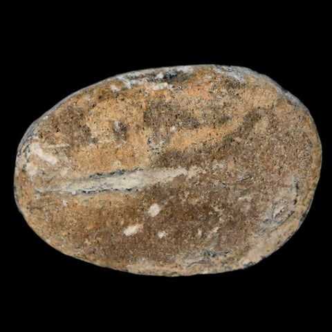 1.2" Elrathia Kingi Trilobite Fossil Utah Cambrian Age 521 Million Years Old COA - Fossil Age Minerals