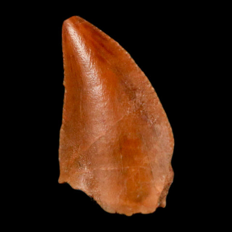 0.4" Abelisaur Serrated Tooth Fossil Cretaceous Age Dinosaur Morocco COA, Display - Fossil Age Minerals