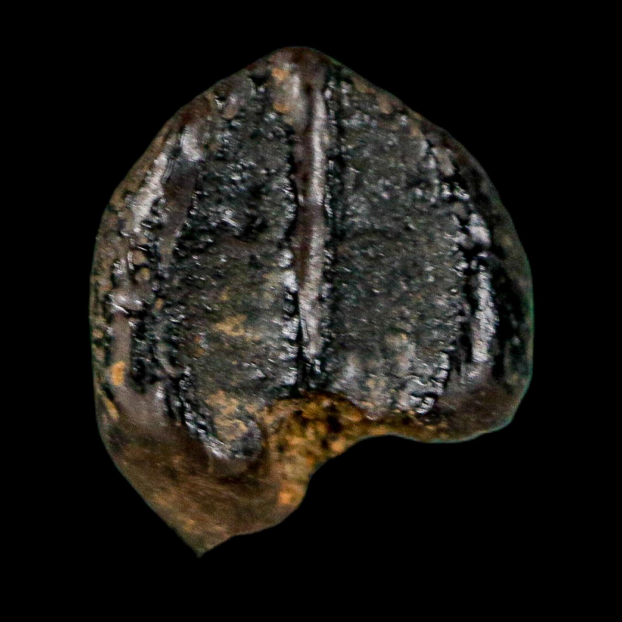 0.4" Triceratops Fossil Crown Tooth Hell Creek FM Cretaceous Dinosaur MT COA - Fossil Age Minerals