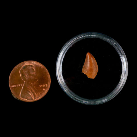0.4" Abelisaur Serrated Tooth Fossil Cretaceous Age Dinosaur Morocco COA, Display - Fossil Age Minerals