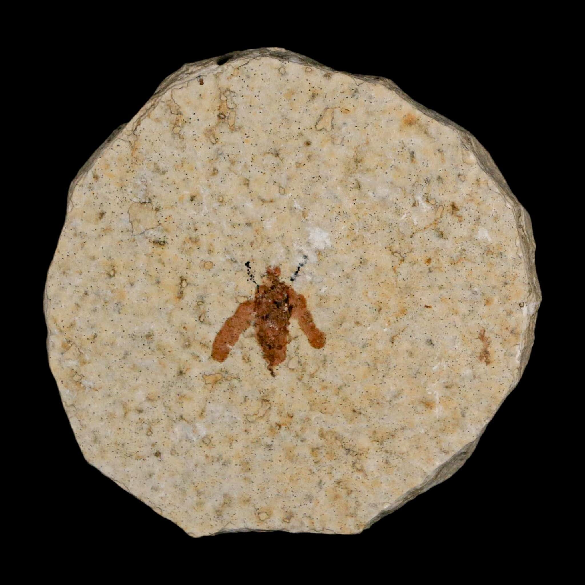 0.5 Detailed Fossil March Fly Insect Green River FM Uintah County UT Eocene Age - Fossil Age Minerals