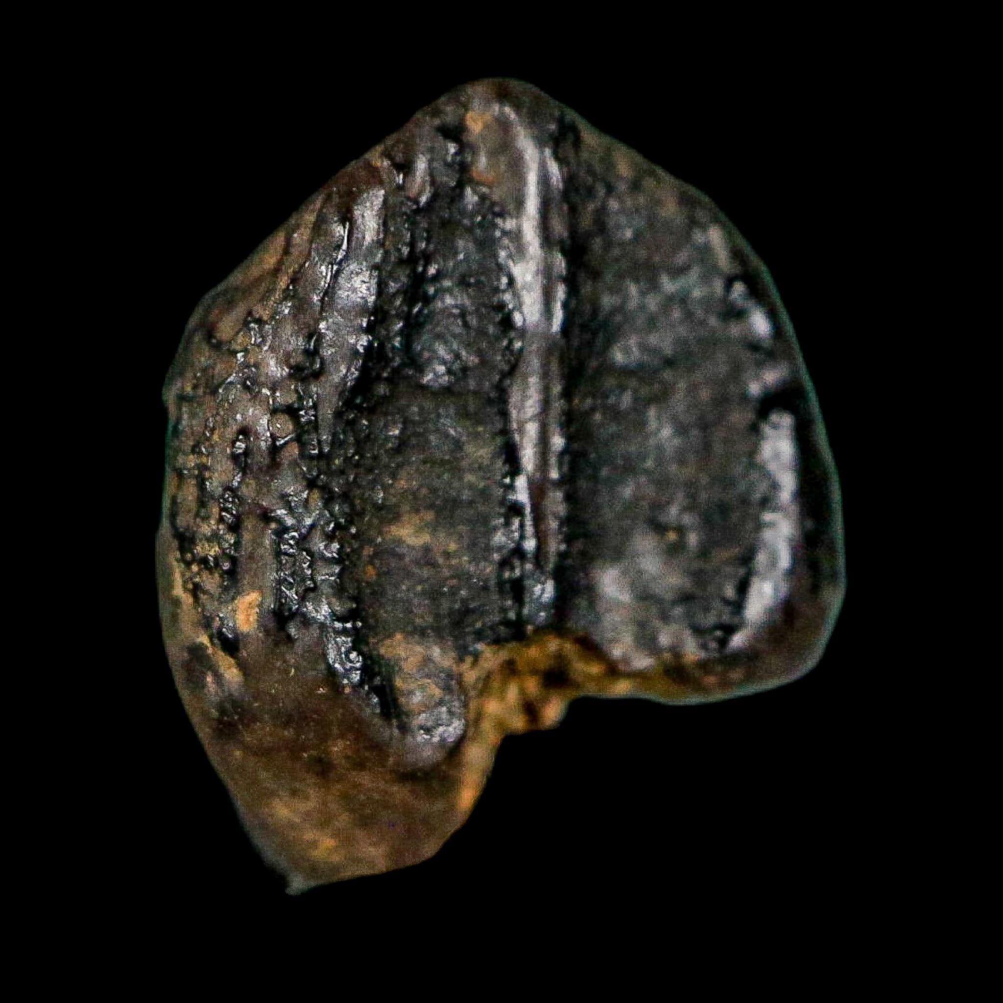 0.4" Triceratops Fossil Crown Tooth Hell Creek FM Cretaceous Dinosaur MT COA - Fossil Age Minerals