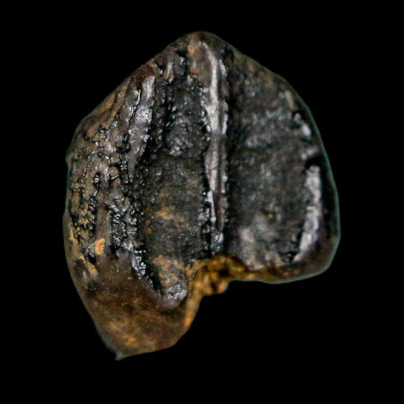 0.4" Triceratops Fossil Crown Tooth Hell Creek FM Cretaceous Dinosaur MT COA