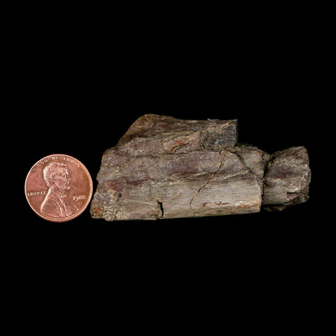 2.4" Maiasaura Hadrosaur Dinosaur Rib Bone Fossil Two Medicine FM Montana COA - Fossil Age Minerals