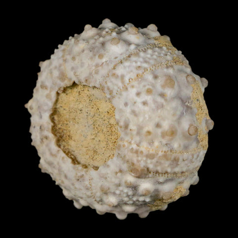 30MM Detailed Fossil Goniopygus Sp Sea Urchin Echinoid Cretaceous Morocco - Fossil Age Minerals
