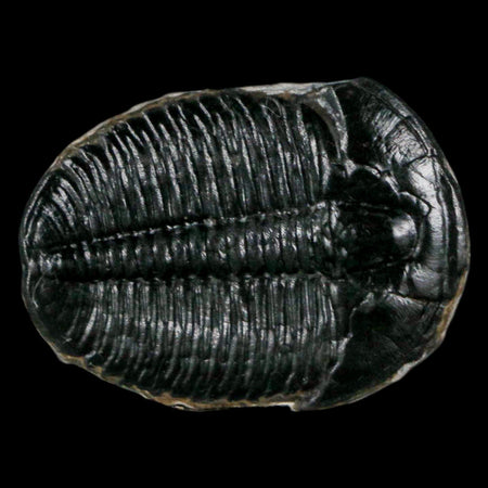 1.2" Elrathia Kingi Trilobite Fossil Utah Cambrian Age 521 Million Years Old COA