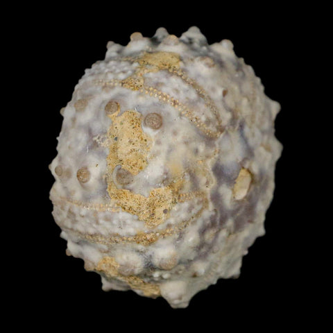 30MM Detailed Fossil Goniopygus Sp Sea Urchin Echinoid Cretaceous Morocco - Fossil Age Minerals