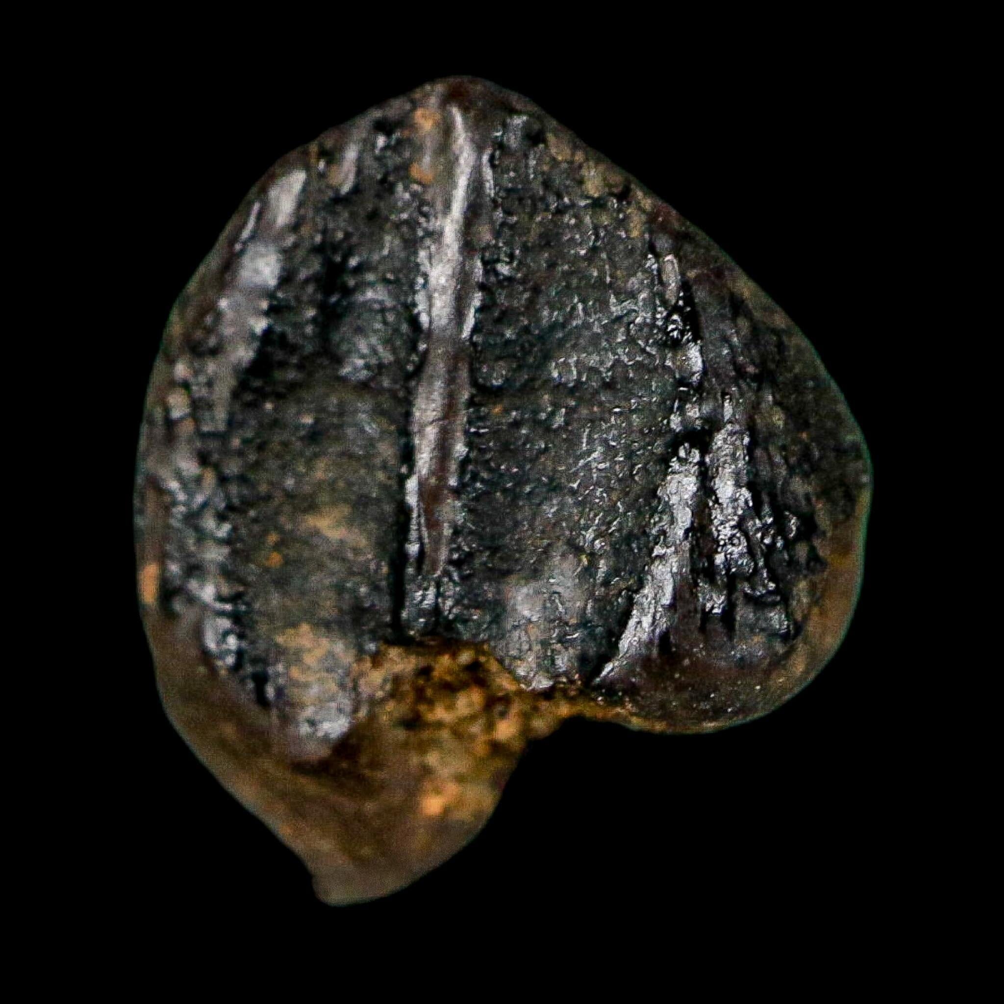 0.4" Triceratops Fossil Crown Tooth Hell Creek FM Cretaceous Dinosaur MT COA - Fossil Age Minerals