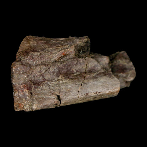 2.4" Maiasaura Hadrosaur Dinosaur Rib Bone Fossil Two Medicine FM Montana COA - Fossil Age Minerals