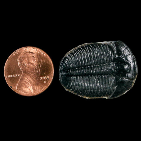 1.2" Elrathia Kingi Trilobite Fossil Utah Cambrian Age 521 Million Years Old COA - Fossil Age Minerals