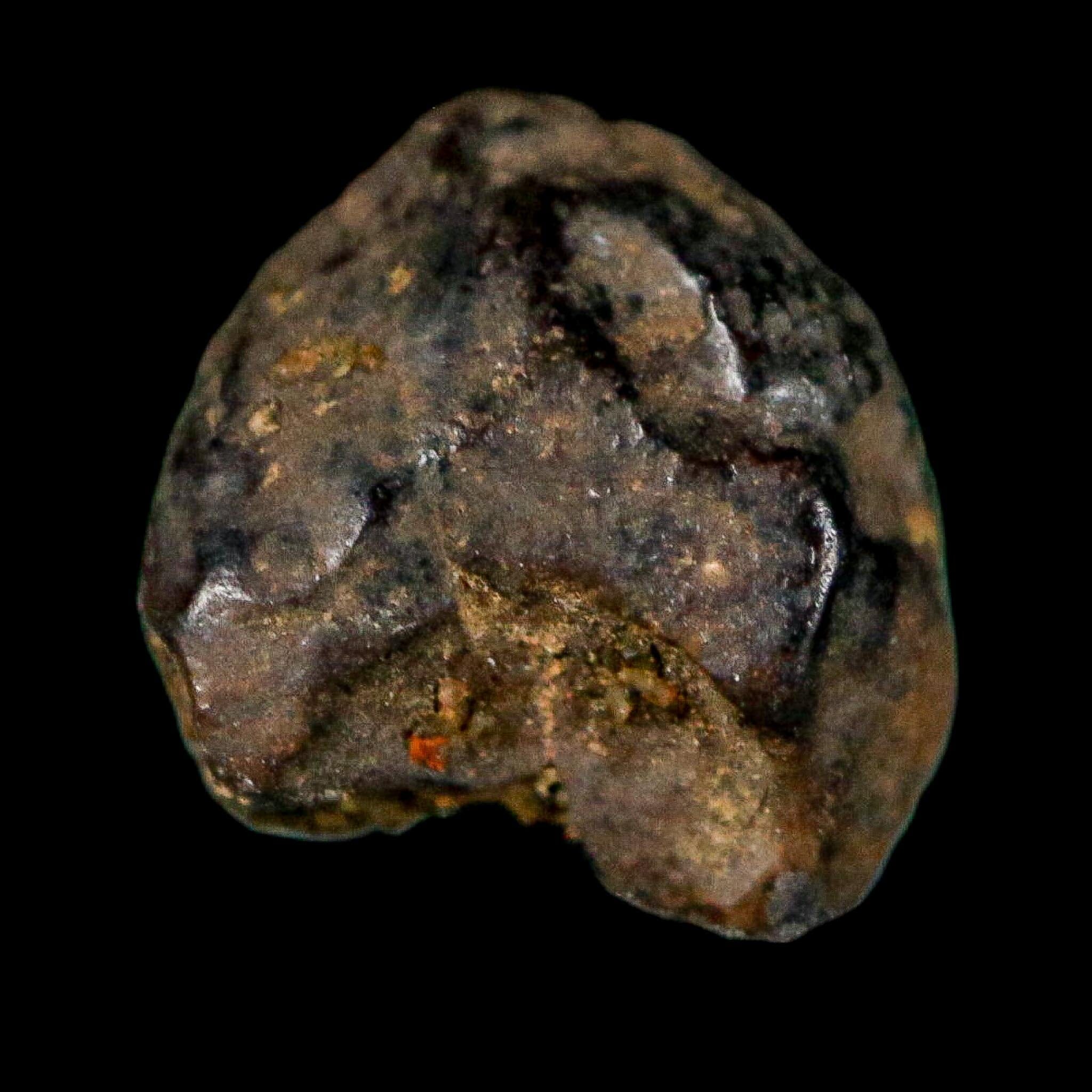 0.4" Triceratops Fossil Crown Tooth Hell Creek FM Cretaceous Dinosaur MT COA - Fossil Age Minerals