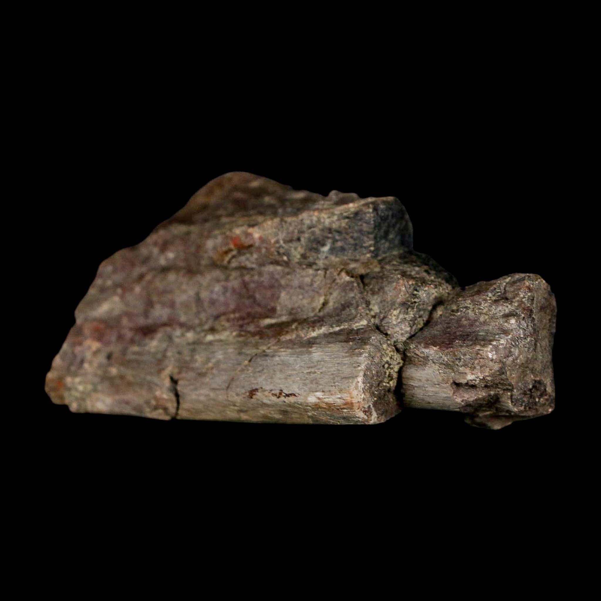 2.4" Maiasaura Hadrosaur Dinosaur Rib Bone Fossil Two Medicine FM Montana COA - Fossil Age Minerals