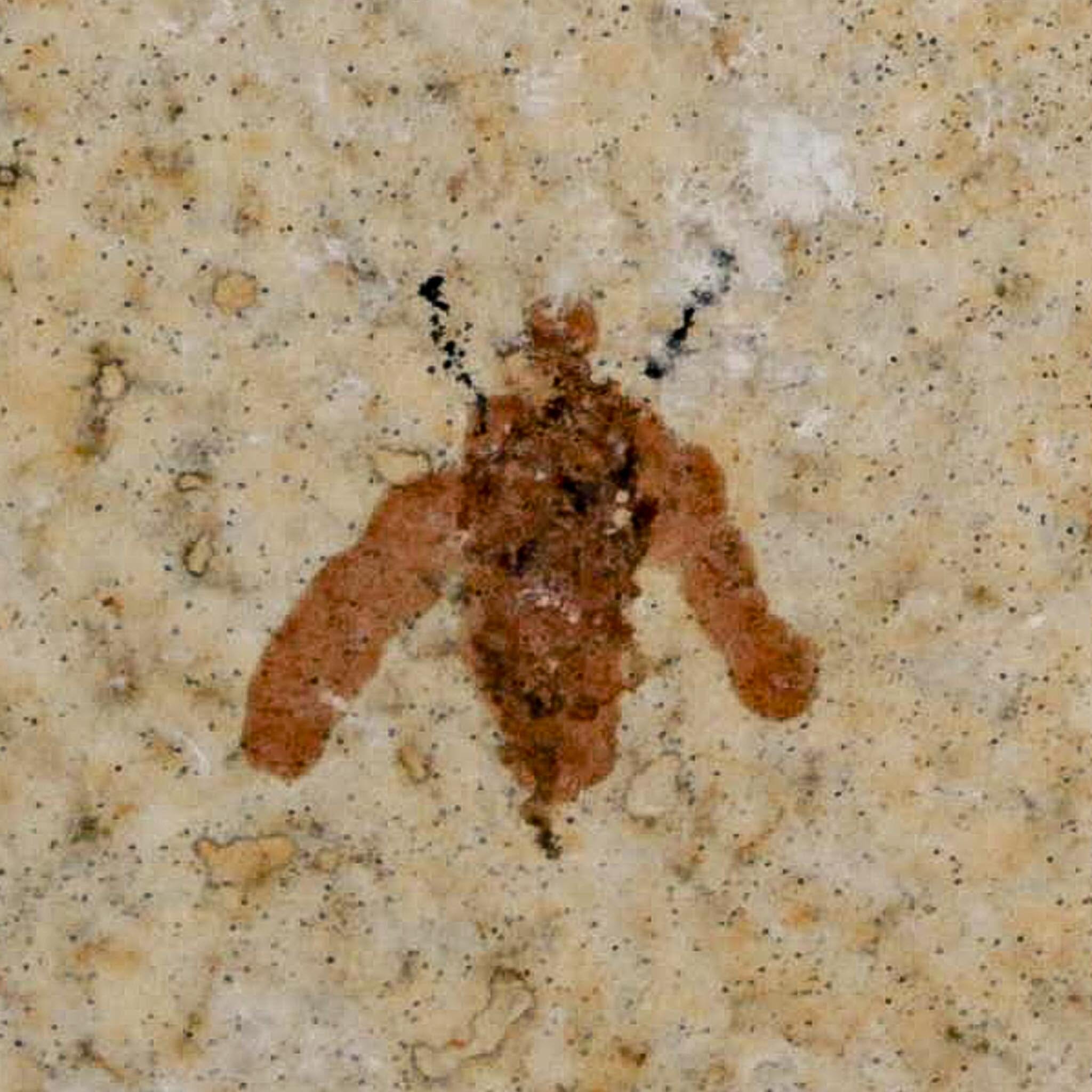 0.5 Detailed Fossil March Fly Insect Green River FM Uintah County UT Eocene Age - Fossil Age Minerals