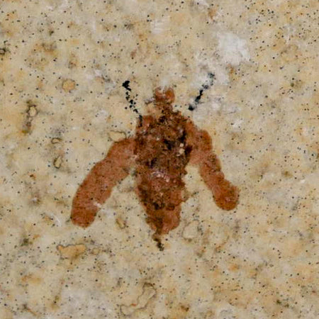 0.5 Detailed Fossil March Fly Insect Green River FM Uintah County UT Eocene Age