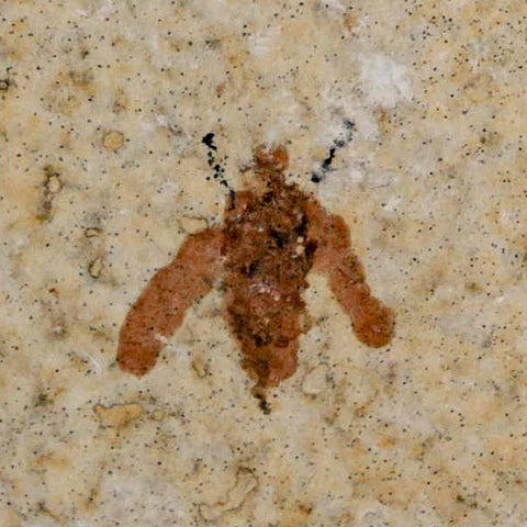 0.5 Detailed Fossil March Fly Insect Green River FM Uintah County UT Eocene Age