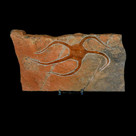 5.9" Brittlestar Ophiura Sp Starfish Fossil Ordovician Age Morocco COA & Stand