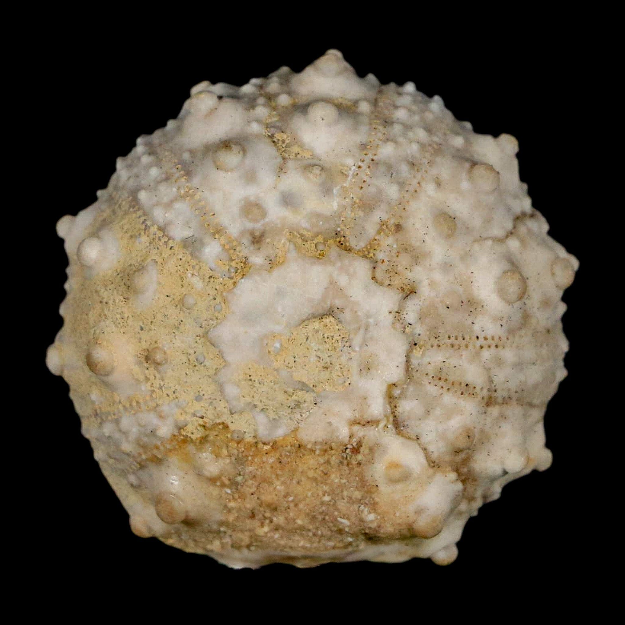 30MM Detailed Fossil Goniopygus Sp Sea Urchin Echinoid Cretaceous Morocco - Fossil Age Minerals
