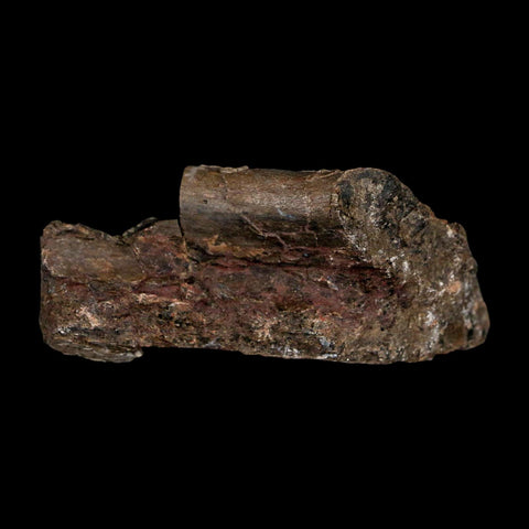 2.4" Maiasaura Hadrosaur Dinosaur Rib Bone Fossil Two Medicine FM Montana COA - Fossil Age Minerals