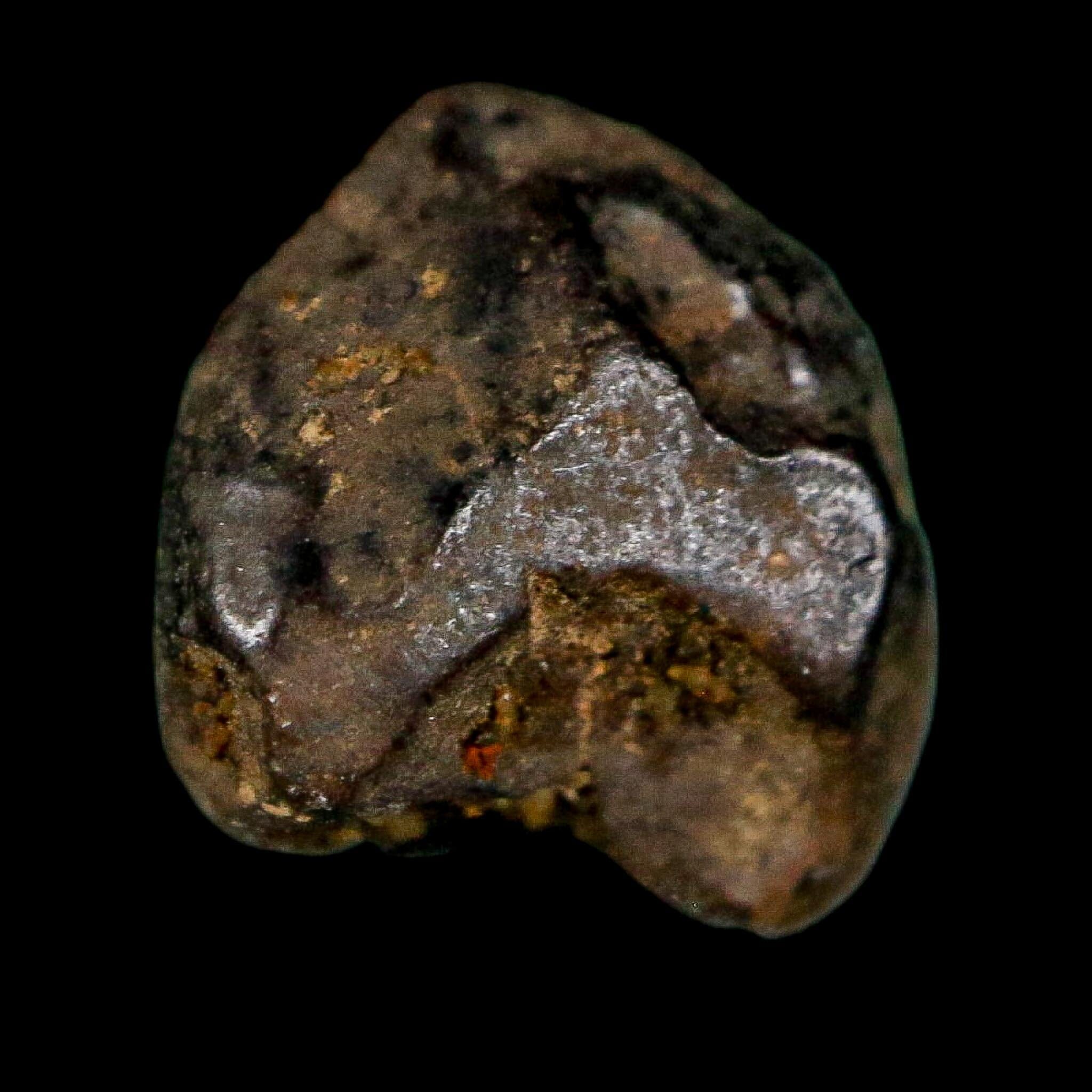 0.4" Triceratops Fossil Crown Tooth Hell Creek FM Cretaceous Dinosaur MT COA - Fossil Age Minerals