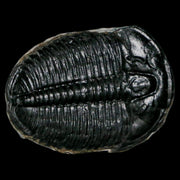 1.2" Elrathia Kingi Trilobite Fossil Utah Cambrian Age 521 Million Years Old COA