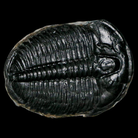 1.2" Elrathia Kingi Trilobite Fossil Utah Cambrian Age 521 Million Years Old COA - Fossil Age Minerals