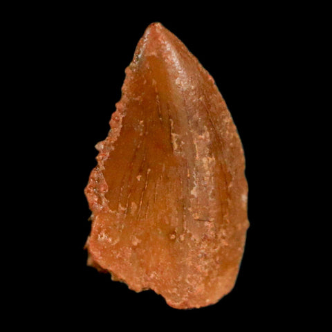 0.4" Abelisaur Serrated Tooth Fossil Cretaceous Age Dinosaur Morocco COA, Display - Fossil Age Minerals