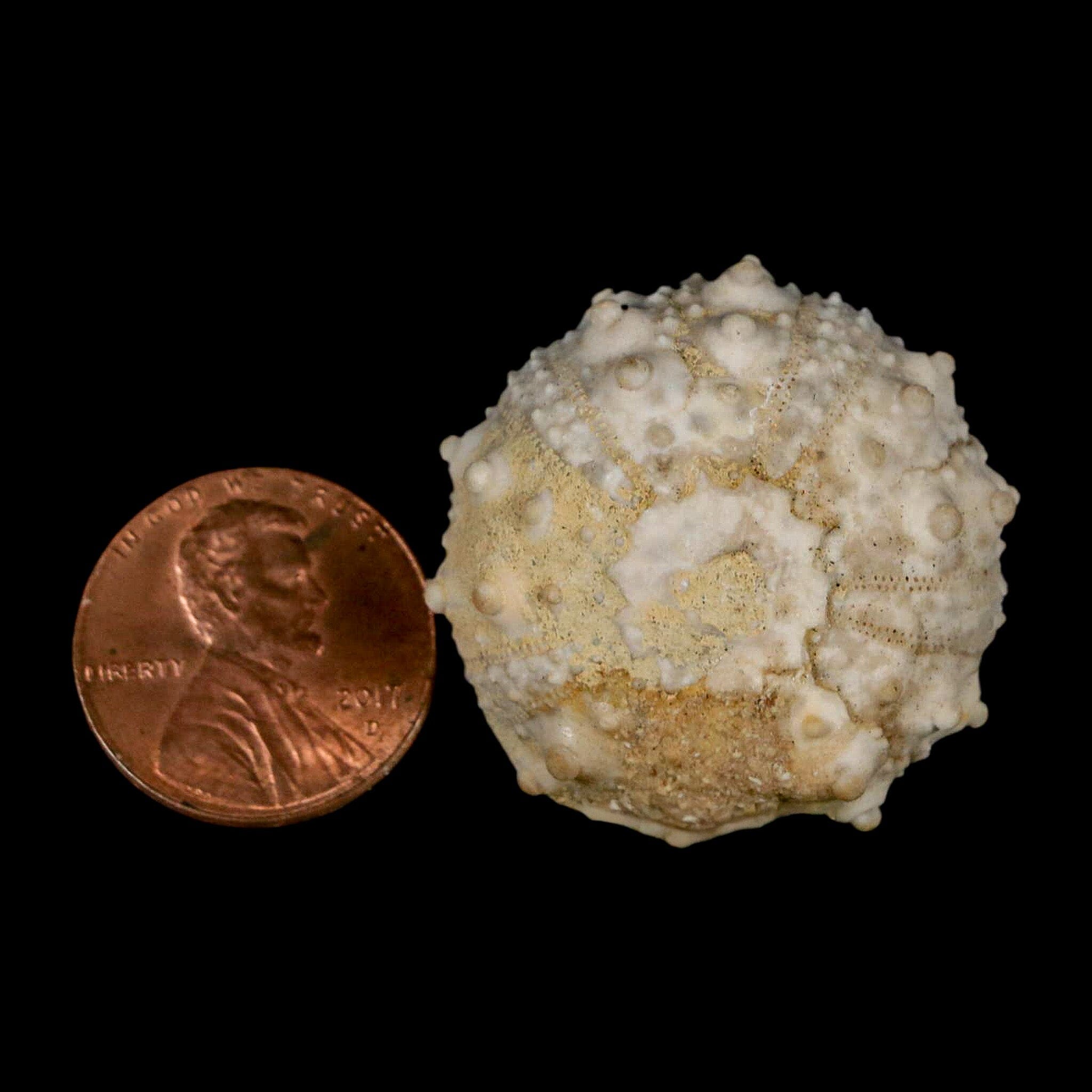 30MM Detailed Fossil Goniopygus Sp Sea Urchin Echinoid Cretaceous Morocco - Fossil Age Minerals